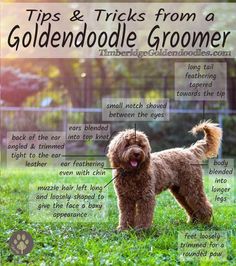 the anatomy of a perfect goldendoodle haircut how to trim your goldendoodle to look like a goldendoodle