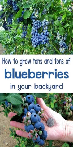 blueberries growing in a bush with the title how to grow tons and tons of blueberries in your backyard