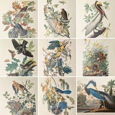 six different types of birds are shown in this image, each with various colors and sizes