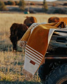 a herd of cattle grazing on top of a dry grass field next to a vehicle