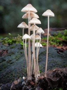 a group of mushrooms growing out of the ground