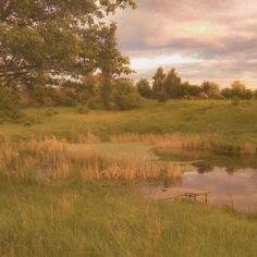 a small pond in the middle of a grassy field with trees and grass around it