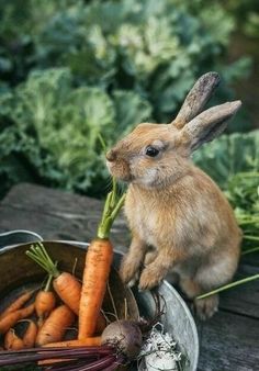 a rabbit is sitting in a bucket full of carrots