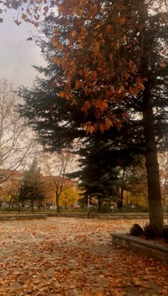 a park with lots of leaves on the ground