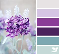 purple and blue color palette with flowers