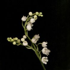 a vase with flowers in it sitting on a table next to a black background,