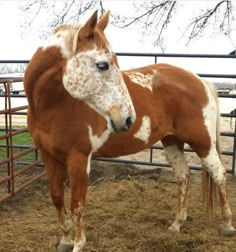 a brown and white horse standing on top of dry grass next to a metal fence