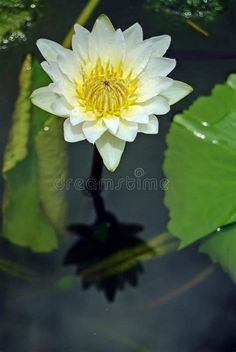 a white water lily with yellow center floating on top of green leaves in a pond