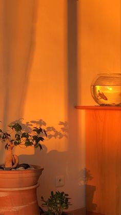 a fish bowl sitting on top of a potted plant next to a wall light