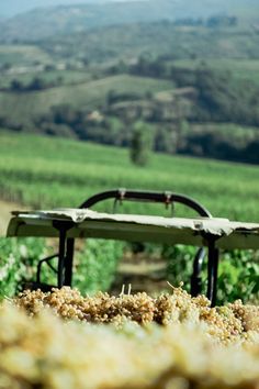 a bench sitting in the middle of a field next to some grass and bushes with hills in the background