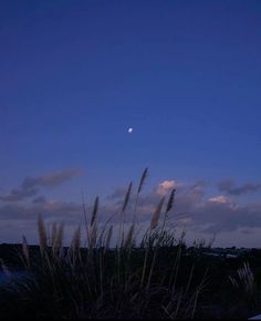 the moon is shining in the blue sky above some tall grass and water at dusk