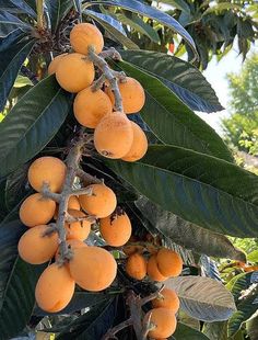 the fruit is growing on the tree and ready to be picked from it's branches