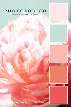 a pink flower is shown in the center of this color palette