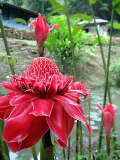 a red flower is in the middle of some green plants and water with a house in the background