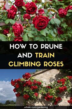 Climbing roses are the perfect plants to add height to a gardenAlmost all climbers offer more than one stream of flowersand the pruning season is from fall to winterwhile the rose bush is dormantUnlike traditional roseswhich can be more easily prunedclimbing roses only need to be pruned on the side shootsThis gradually builds a structure that can be tied to fences and wallsClimbing roses should be pruned in winterMost roses should be pruned in winterwith the sole exception... Pruning Standard Roses, Climbing Rose Pruning, Pruning Climbing Roses For Winter, Trellis For Roses Climbing, Prune Roses For Winter, Rose Bush Trellis Ideas, Climbing Roses Fence, Climbing Rose Trellis Ideas, Climbing Roses On House