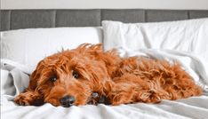 a brown dog laying on top of a white bed