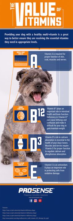 the value of vitamins for dogs info poster with dog's name and description