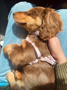 a small brown dog laying on top of a person's lap