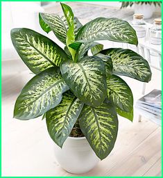 a green and white plant in a white pot on a wooden floor next to a table