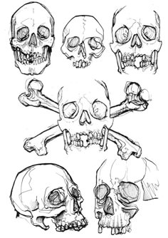 skulls and bones are shown in this drawing