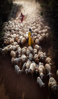 a herd of sheep walking down a dirt road next to a person on a horse