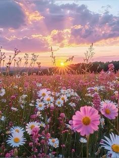 the sun is setting over a field full of daisies and wildflowers in bloom