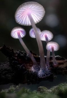 three white mushrooms sitting on top of a moss covered tree branch in the dark forest