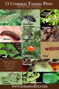 an image of some bugs and other insects