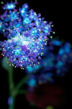 a purple flower with blue lights on it