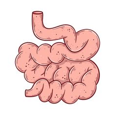 the stomach is made up of small, pink intestive parts that are attached to each other