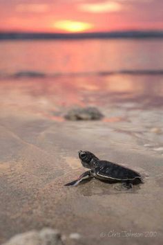 a baby turtle crawling on the beach at sunset