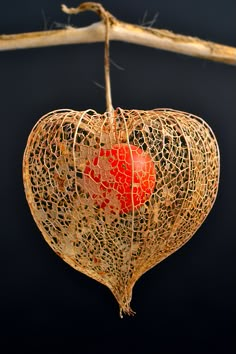 a heart shaped object hanging from a twig on a branch with string attached to it