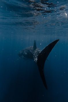 a large shark swimming in the ocean