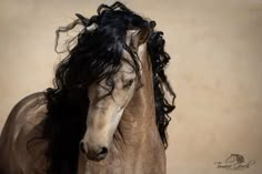 a brown horse with long black hair on it's face and neck, standing in front of a beige wall