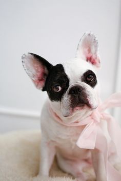 a small black and white dog wearing a pink bow