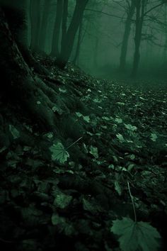 a forest filled with lots of leaf covered ground next to trees and leaves on the ground