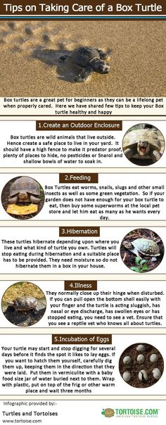 a poster with information about turtles in the sand