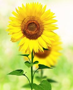 a yellow sunflower with green leaves in the foreground