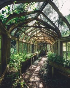 an old greenhouse with lots of plants growing inside