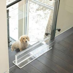 a small dog sitting on top of a wooden floor in front of a glass door