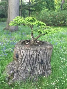 a bonsai tree growing out of a stump in the middle of bluebells