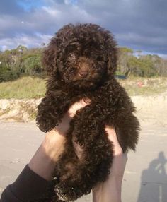 a person holding a brown dog on the beach