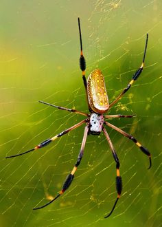 a close up of a spider on its web