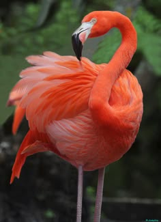 a pink flamingo standing on top of a lush green field