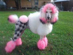 a poodle with pink and black hair standing in the grass