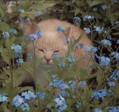 an orange cat laying in the middle of blue flowers with its eyes closed and it's head peeking out