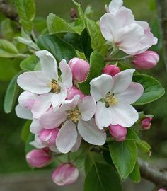 some pink and white flowers on a tree branch