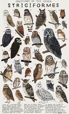 an old poster with many different owls sitting on top of it's branches and the words strigiforms written below