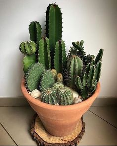 a potted plant with many different kinds of cactus in it on a wooden stand