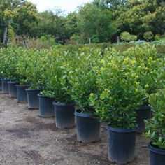 Bay Laurel Bush Bay Laurel Hedge, Topiary Shapes, Landscaping Walls, Laurel Bush, Ficus Nitida, Laurel Shrub, Laurel Plant, Bay Laurel Tree, Laurel Hedge